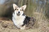 CORGI PEMBROKE 535
